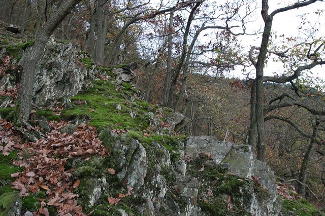 18_wald.jpg