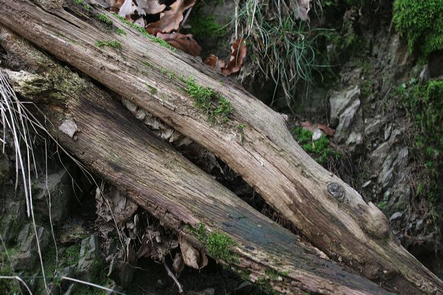 34_wald.jpg