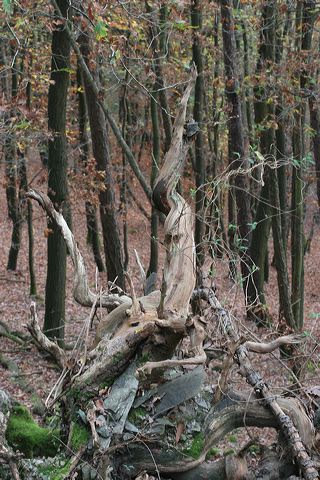 38_wald.jpg