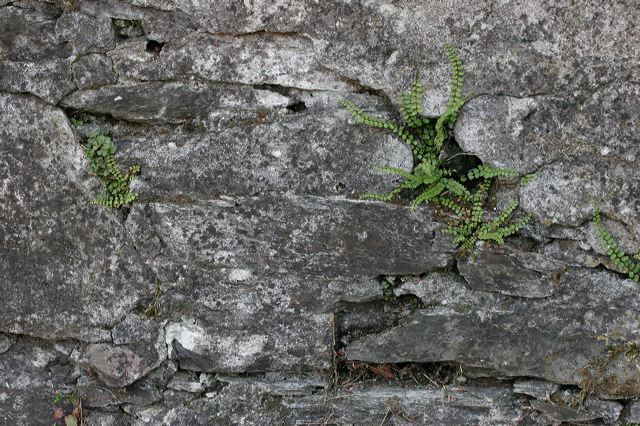 41_mauer_farn.jpg