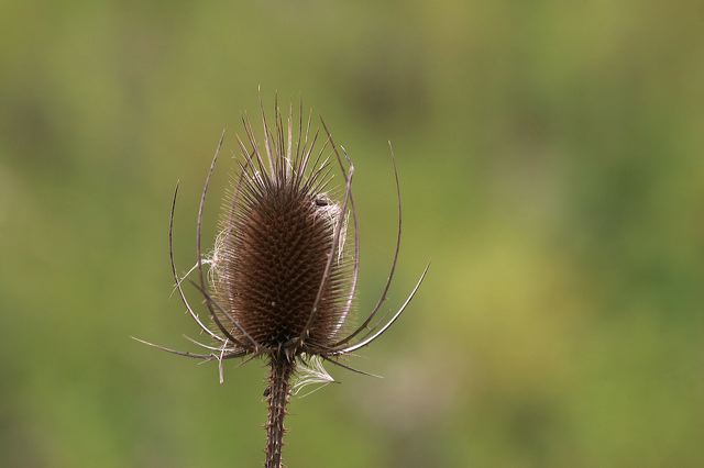 img_6272_distel.jpg