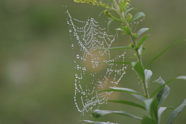 pfalz0081.jpg