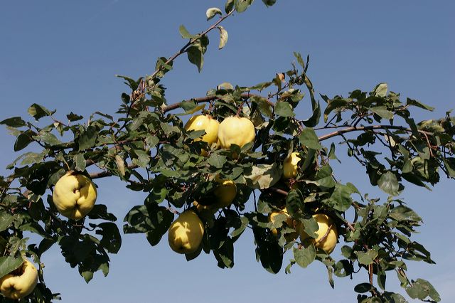 rhodt0253.jpg