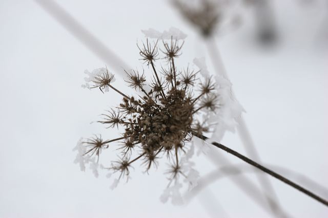 01_blute_schnee.jpg