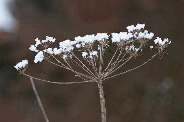 06_blute_schnee.jpg