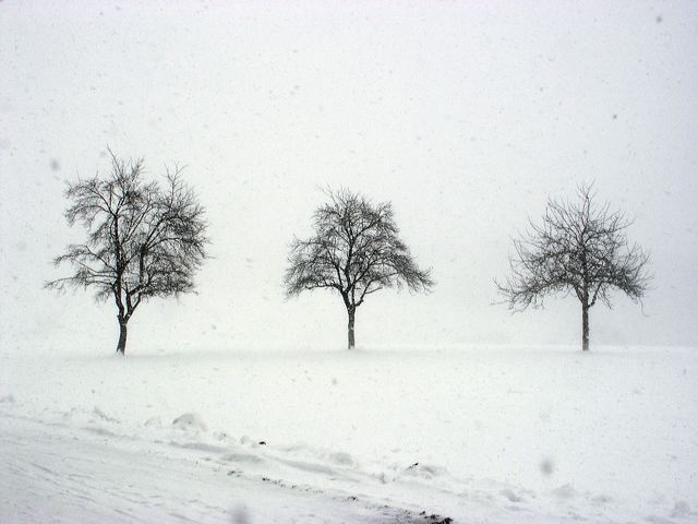 11_schneesturm_baum.jpg