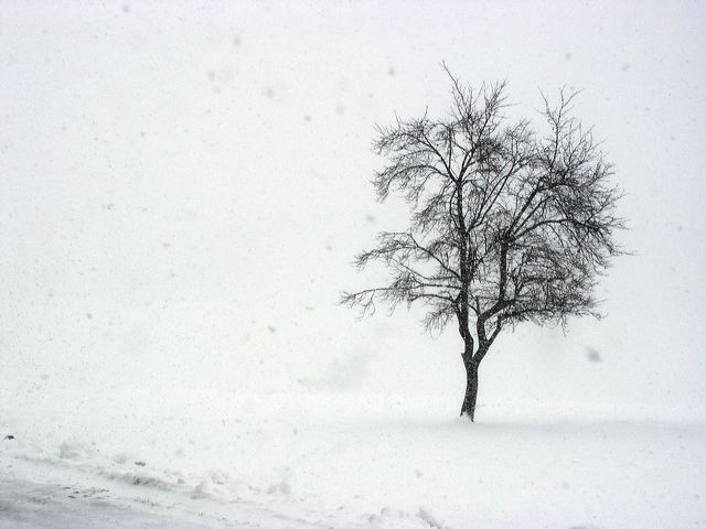 14_schneesturm_baum.jpg