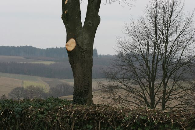 60_baum_besagt.jpg