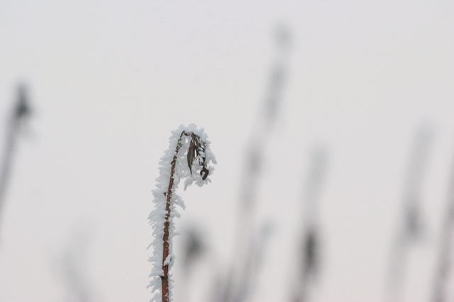 _mg_0219.jpg