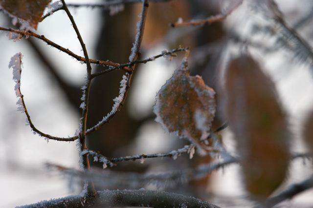 _mg_0220.jpg
