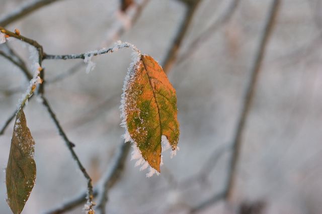 _mg_0223.jpg