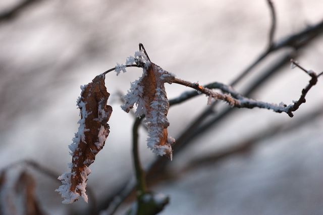 _mg_0228.jpg