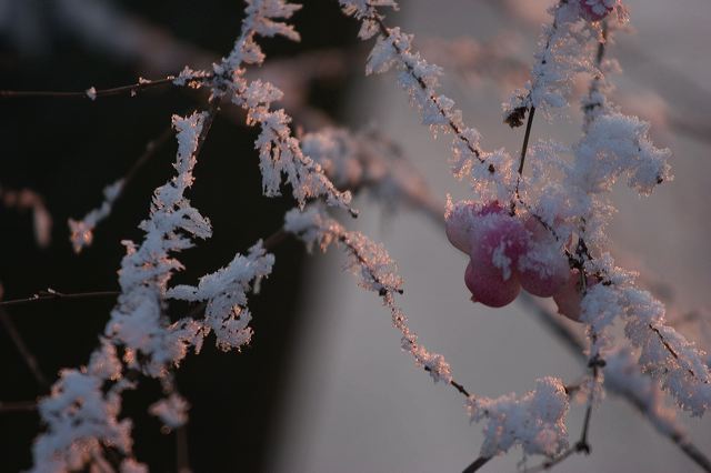 _mg_0230.jpg