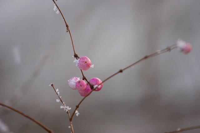 _mg_0231.jpg