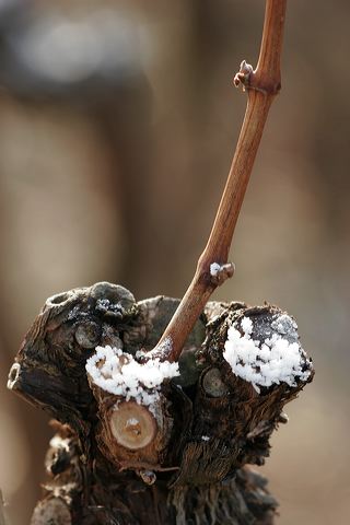 _mg_0270.jpg