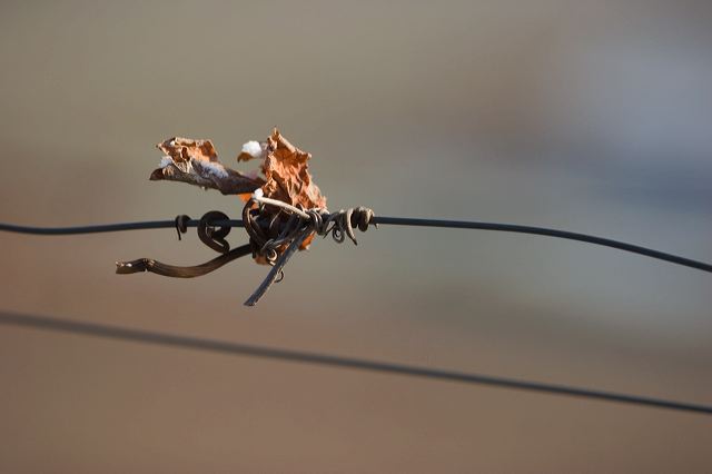 _mg_0280.jpg