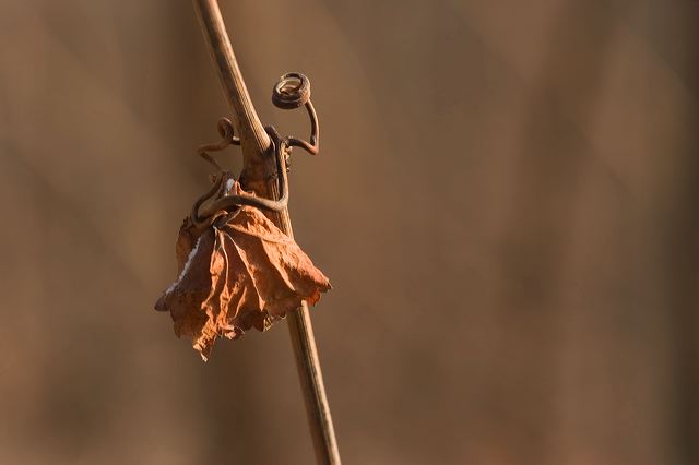 _mg_0282-2.jpg