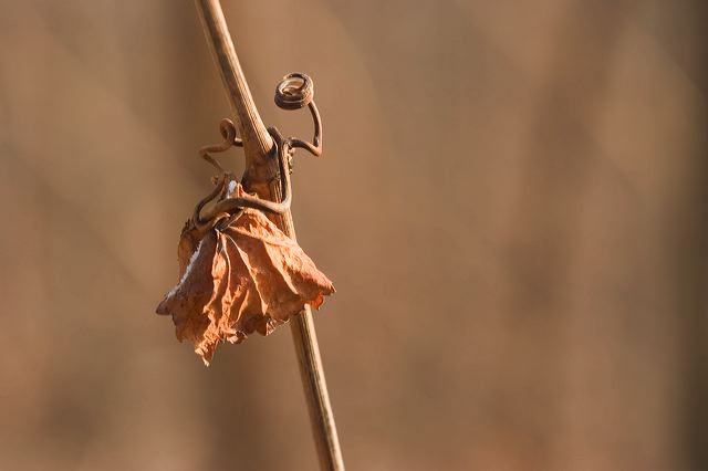 _mg_0282.jpg