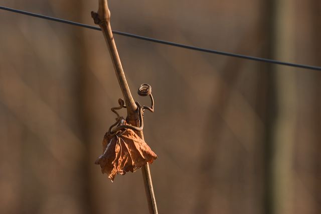 _mg_0283.jpg