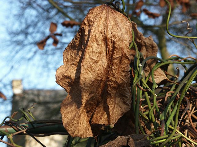blatt_01.jpg