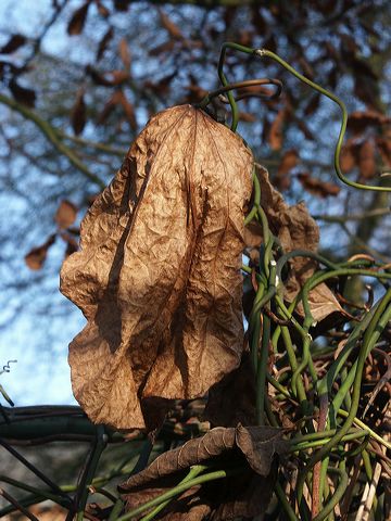 blatt_02.jpg