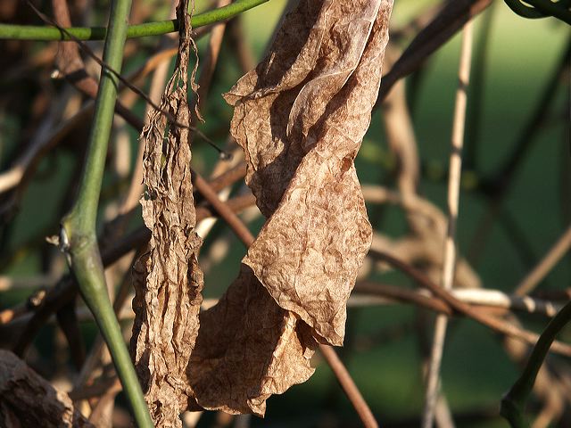 blatt_04.jpg