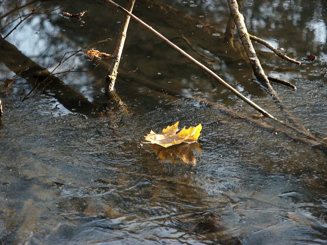 blatt_07.jpg