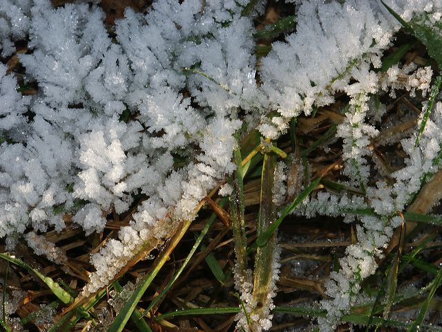 gras_03.jpg
