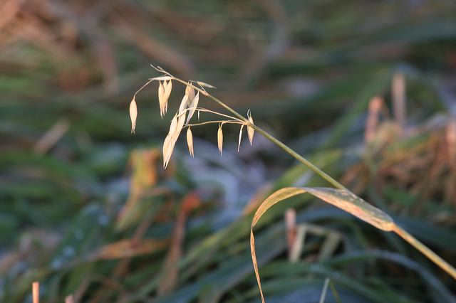 img_7136.jpg