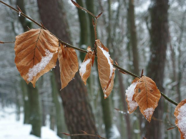 pict1499.jpg