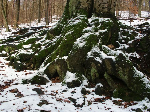 pict1813_1.jpg