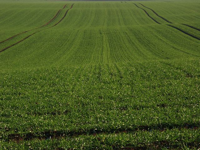 rommersdorfer_feld_03.jpg