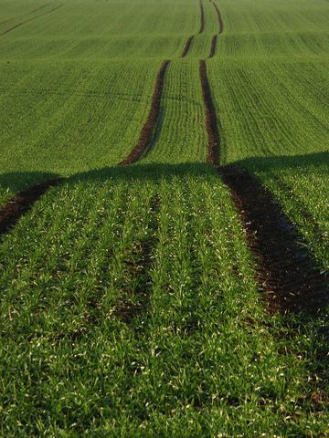 rommersdorfer_feld_06.jpg