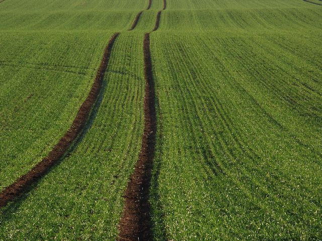 rommersdorfer_feld_10.jpg
