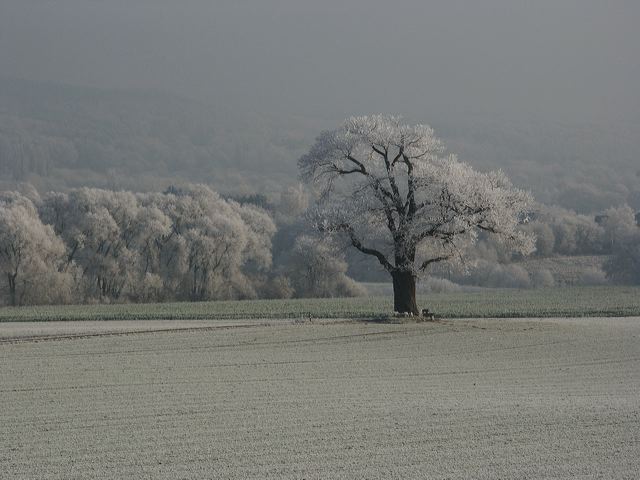 rommersdorfer_felder_05.jpg