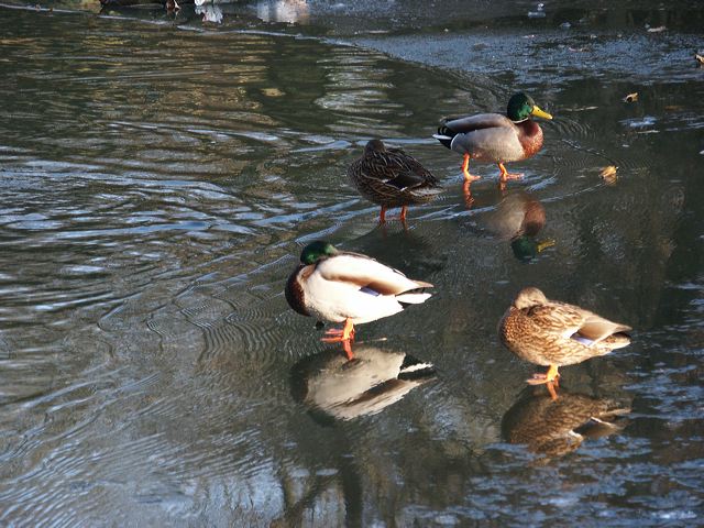 rommerssdorf_weiher_02.jpg