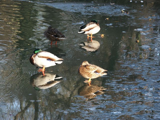 rommerssdorf_weiher_03.jpg