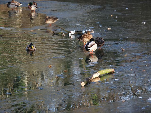 rommerssdorf_weiher_09.jpg