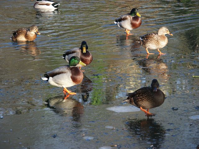 rommerssdorf_weiher_10.jpg