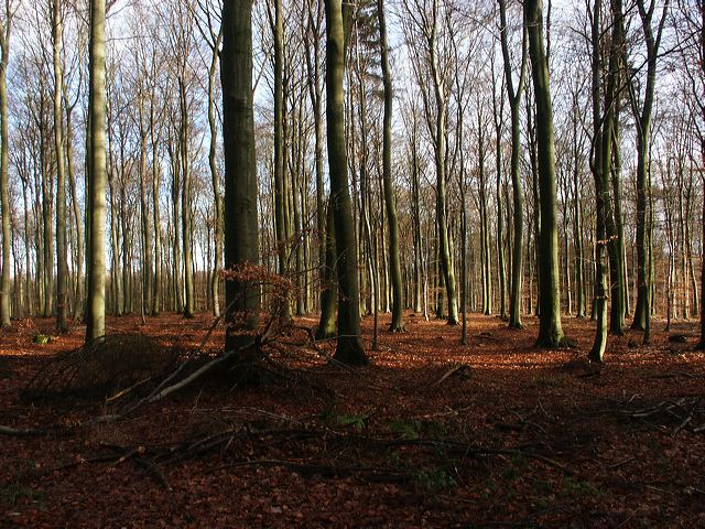 wald_01.jpg