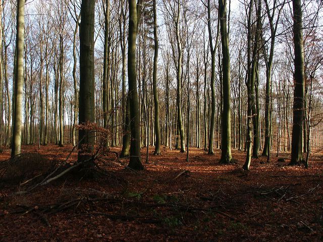 wald_02.jpg