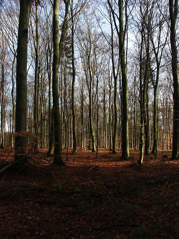 wald_03.jpg