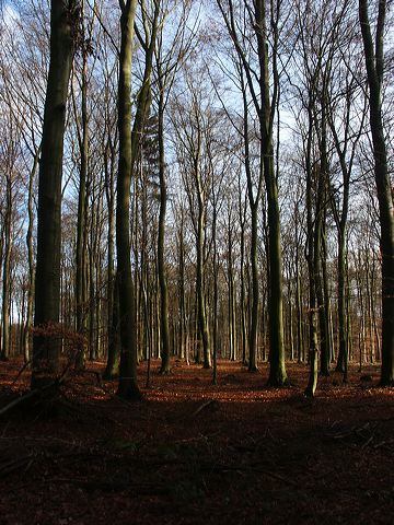 wald_04.jpg