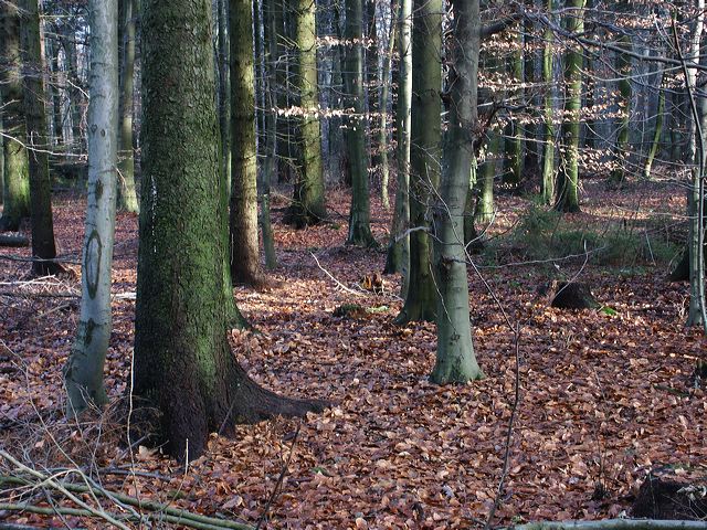 wald_08.jpg