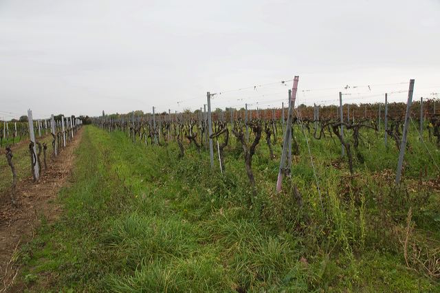 20081009_01_pfalz_weinberg.jpg