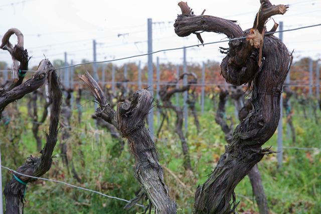 20081009_04_pfalz_rebstock.jpg