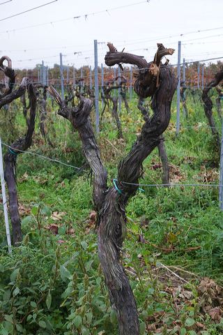 20081009_05_pfalz_rebstock.jpg
