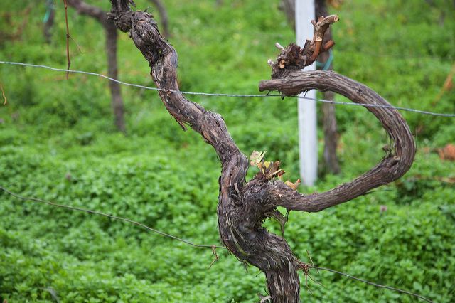 20081009_06_pfalz_rebstock.jpg