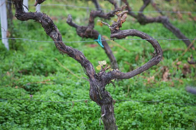 20081009_08_pfalz_rebstock.jpg