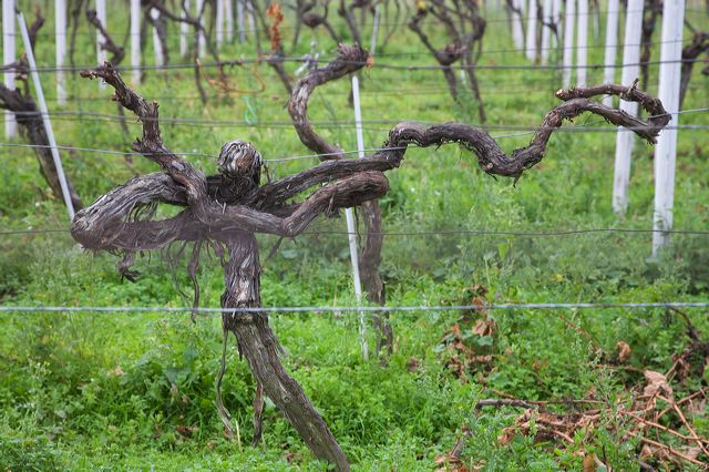 20081009_14_pfalz_rebstock.jpg